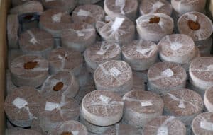 coir plugs for seedlings