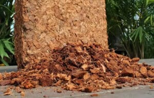 coco husk export supplier india