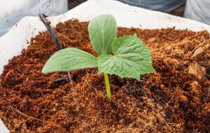 coco husk block for gardening in madurai